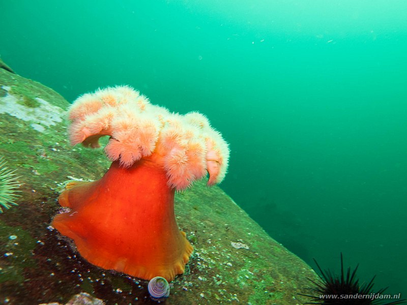 Anemoon, , Hornby Island, BC, CanadaGiant plumose anemone (Metridium farcinum)